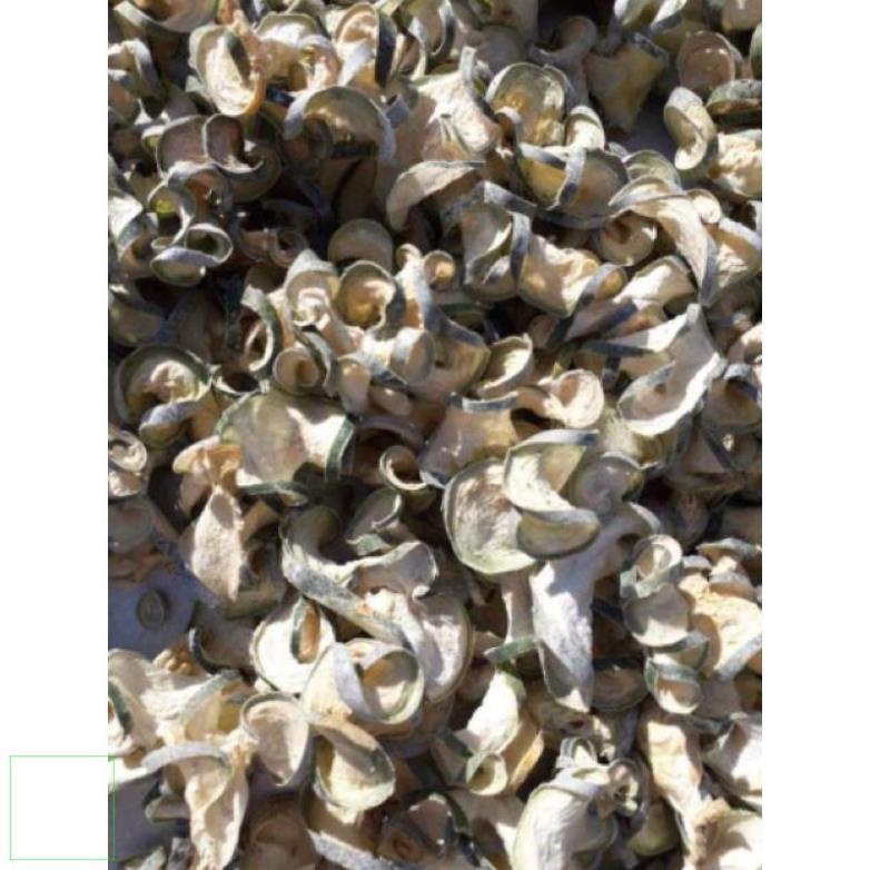 1kg dược liệu bí đao sấy khô nhà trồng handmade