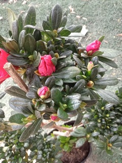 Đỗ quyên thế