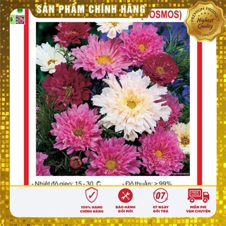 Hạt giống hoa cúc sao nhái kép 50 hạt