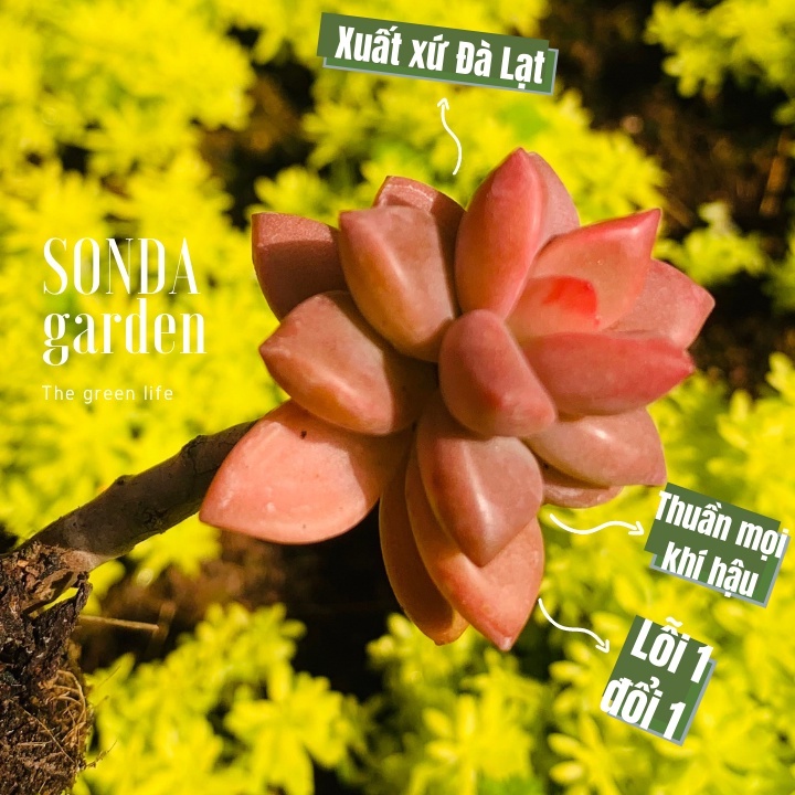 Sen đá đá nâu cổ thụ SONDA GARDEN size mini 2.5-4cm, xuất xứ Đà Lạt, khoẻ đẹp, lỗi 1 đổi 1