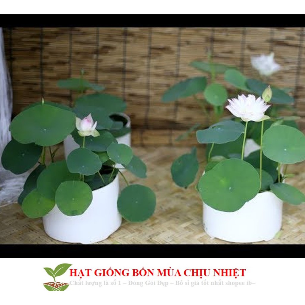 Gói hạt giống Sen nhật mini 5 hạt/1 gói 5 màu