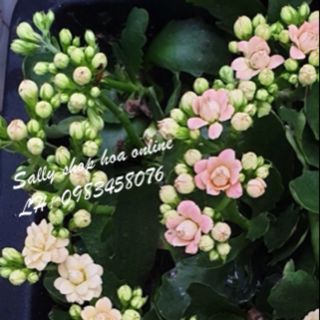 Combo 4c hoa sống đời kép màu hường