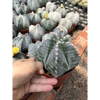 Xương rồng Astro Trắng