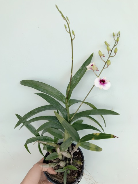 Lan mini YaYa cây tơ mướt đang vòi hoa