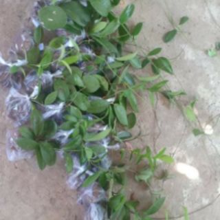Cây giống hoa cẩm cù đỏ