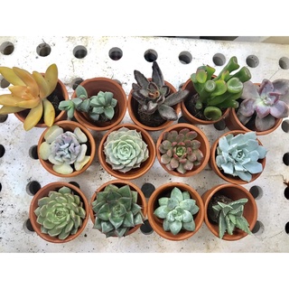 Chậu cây sen đá mini size 3-5cm được chọn cây