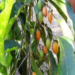 Cây giống gỗ sến