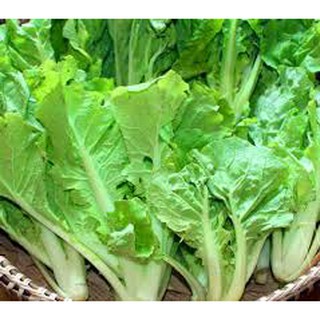HẠT GIỐNG CẢI BẸ DÚN