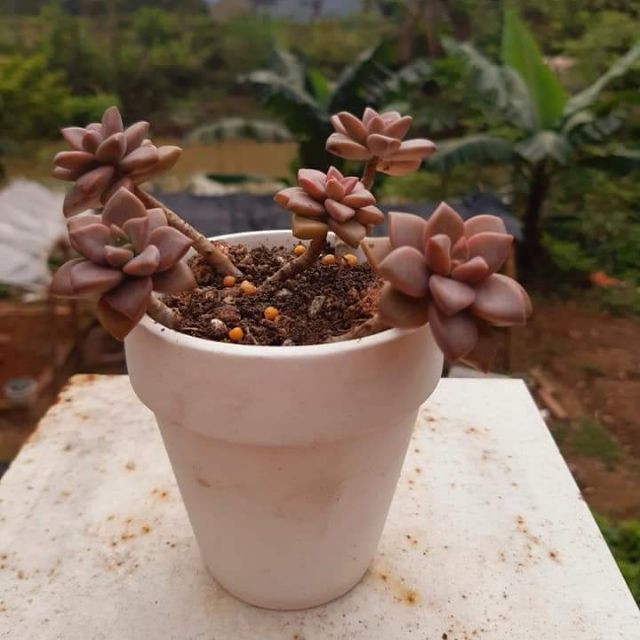 Thuần nóng. Sen đá nâu