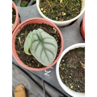 Cây Alocasia Baginda Silver Dragon
