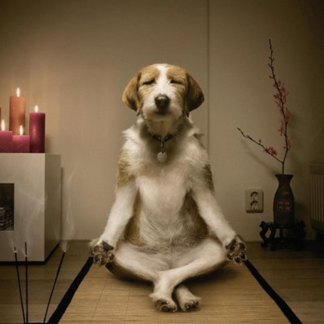 goodthingsinsidedog.vn