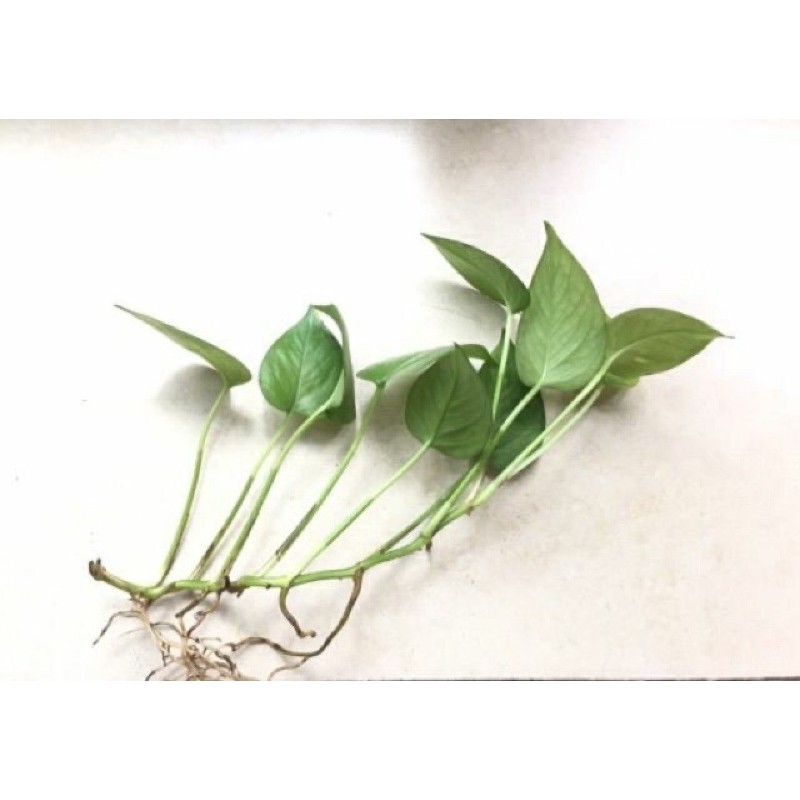 Cây trầu bà(combo 2 nhánh)