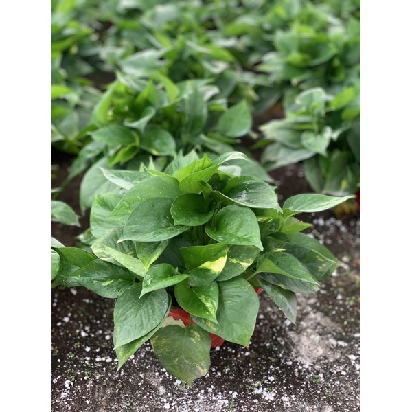 Cây vạn niên thanh tặng kèm dây treo