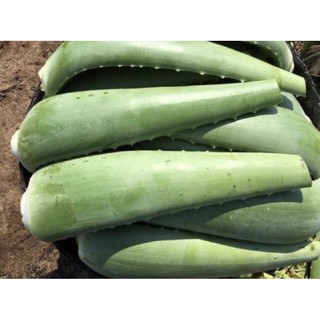 COMBO 10KG BẸ NHA ĐAM MỸ RẤT TO (4 bẹ/kg)