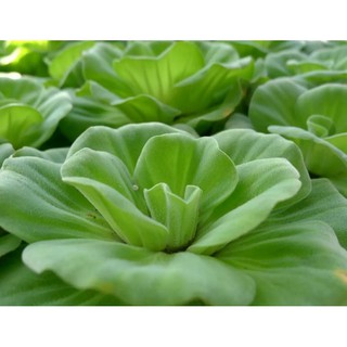 Bèo cái thủy sinh 10 cây