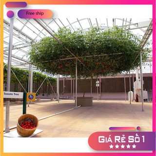 Hạt giống cà chua bạch tuột