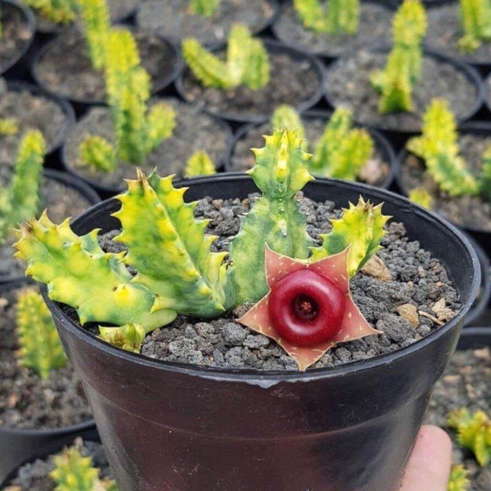 Xương rồng sao biển Huernia zebrina Variegated- Size: Nhánh 3-5 chồi dài 4-7cm