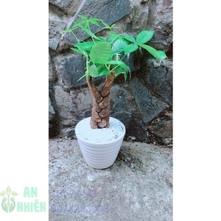 Chậu cây kim ngân thắt bính 3 thân