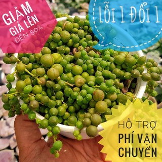 💥💥💥Sen Đá Hạt Ngọc Size Trung🌵Lỗi 1 Đổi 1🌵