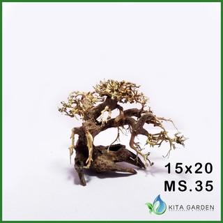 Bonsai Driftwood | kích thước 15x20 | Lũa Bonsai trang trí hồ cá thủy sinh | inbox để chọn cây thực tế