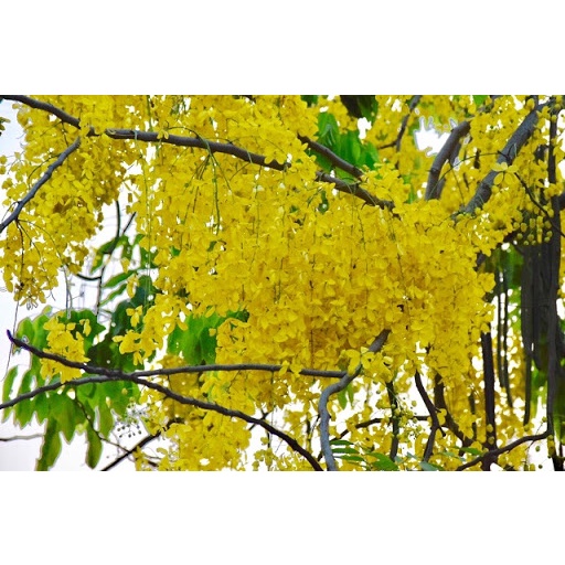 Cây Hoa Muồng Hoàng Yến