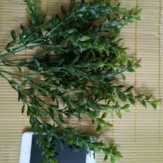 Lá ngâu nhựa