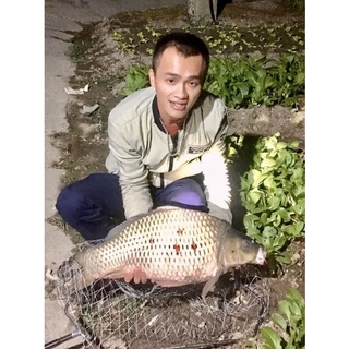 Mồi câu cá thuốc bắc