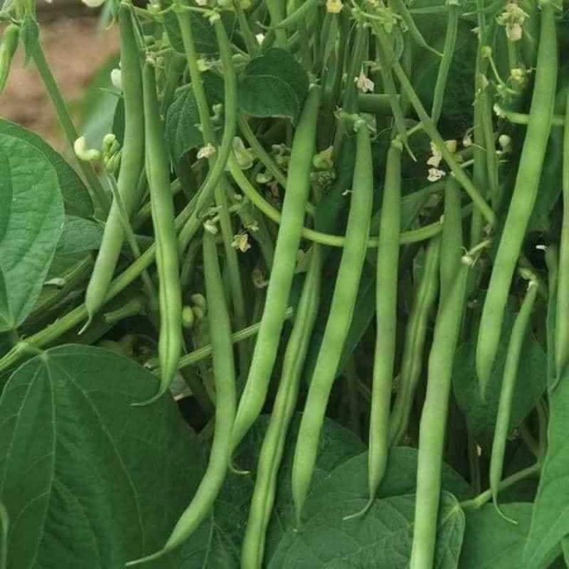 20gr HẠT GIỐNG ĐẬU COVE LÙN F1 SIÊU TRÁI 💯 CỰC NĂNG SUẤT
