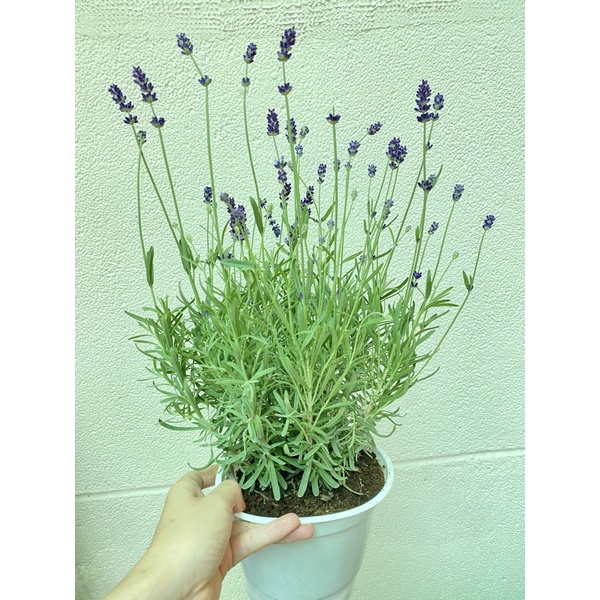 Lavender Costa - Cây Hoa Oải Hương Tím Và Hướng Dẫn Cách Chăm Tại Jun Garden