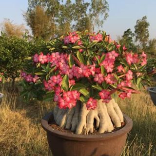 Gói 10 Hạt sứ Kim tự tháp giống lùn lực. Nt riêng để chọn đúng tên giống mình yêu thích.