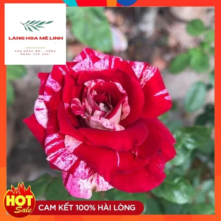 Hoa hồng Bụi Julio Iglesias [☘HƯƠNG THƠM NGỌT NGÀO TỪ XỨ PHÁP☘]  màu Sọc Đỏ Trắng, hương thơm ngọt ngào