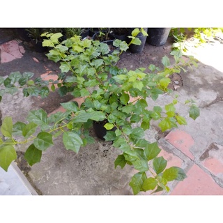 Cây Huyền Trân Công Chúa- tặng kèm phân bón