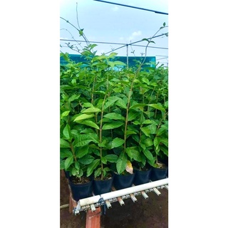 Cây mai xanh thái (ảnh thật số 2) cao 1m.