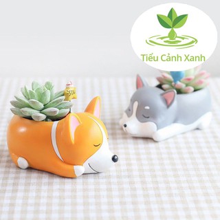 Chậu cây Husky ngủ say