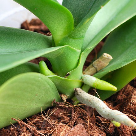 Xơ Dừa Trồng Lan Hapi Green Tiện Lợi, Dễ Sử Dụng