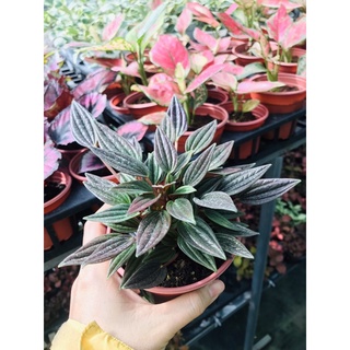 chậu cây Hạnh tiên thảo (giống mới)