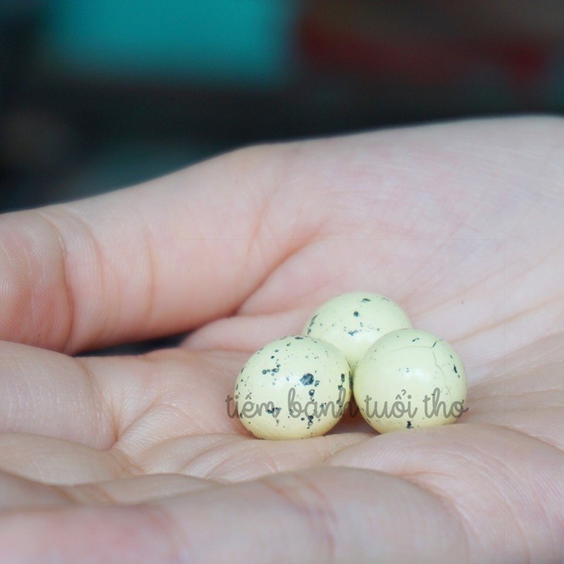 1 Gói Kẹo SOCOLA Trứng Khủng Long Tân Tân - Ăn Vặt Tuổi Thơ | BigBuy360 - bigbuy360.vn