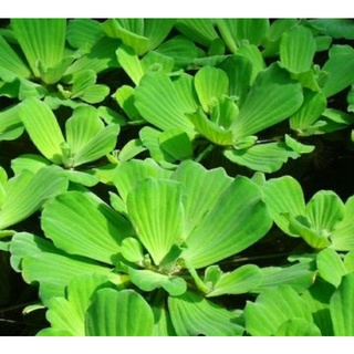 Bèo Cái, bèo tai tượng, 10 cây