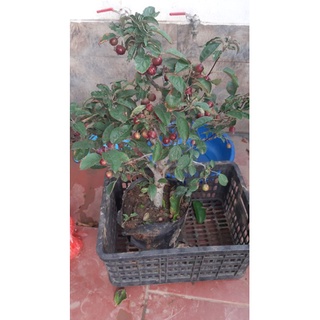 Cây táo cherry sẵn trái