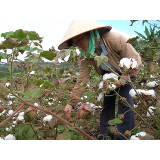 Hạt giống cây bông gòn 100gram/gói ( CHHG )
