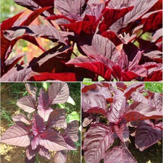 Hạt giống rau  dền lá liễu đỏ - 1 gói 20 gram