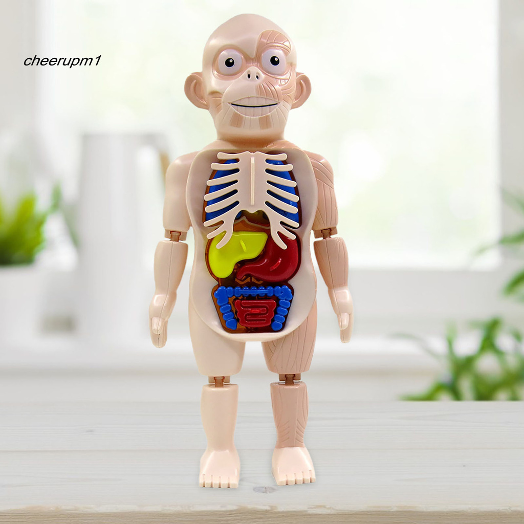Set mô hình cơ thể người 18 chi tiết bằng nhựa cho bé