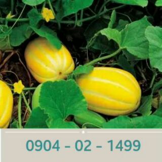 Dưa lê hàn quốc