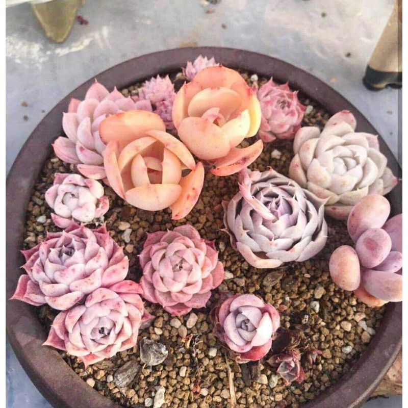 Đá Masato Trồng Sen Đá, Đá Sạch Bụi Túi 1 Kg Size 2-4mm/ 3-6mm