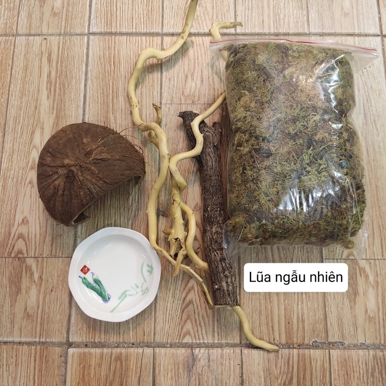 Combo nuôi ốc mượn hồn