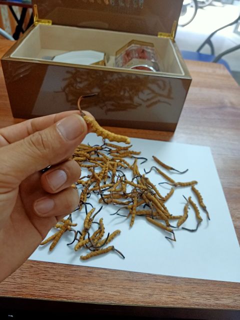 Đông trùng hạ thảo nguyên con Tây Tạng 3 con 1 gam