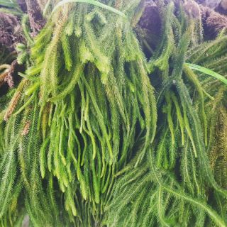 Lan Râu rồng 160k/1kg