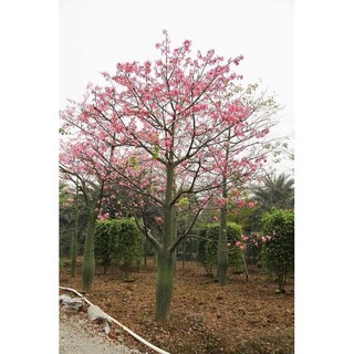 CÂY GIỐNG CÂY HOA  MỸ NHÂN (HOA GẠO HỒNG)
