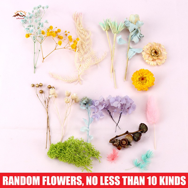 Hoa Ép Khô Dùng Trang Trí DIY