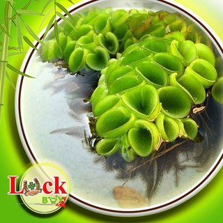 BÈO TAI CHUỘT - THỦY SINH - lọc nước cá cảnh, Guppy và cá Betta